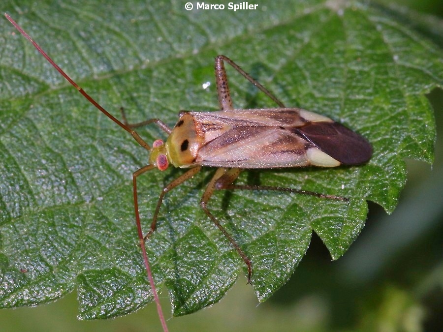 Adelphocoris lineolatus